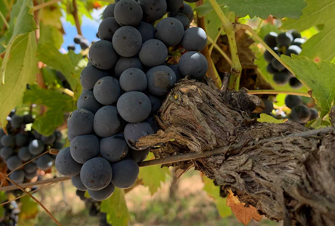 Uva de la variedad bobal usada en el tinto de bodegas Rodeno Rodeno